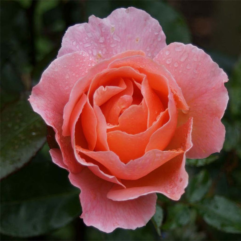 Rosa x floribunda Fragrant Delight