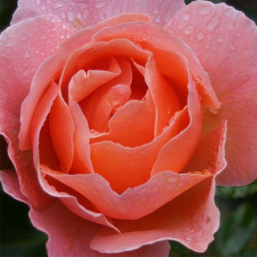 Rosa x floribunda Fragrant Delight