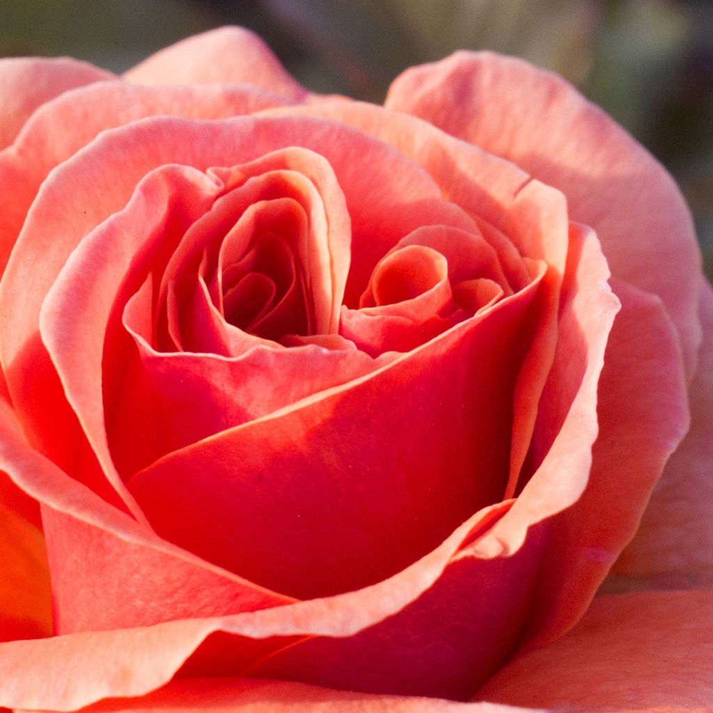 Rosier François Mauriac - Rosier buisson à fleurs groupées