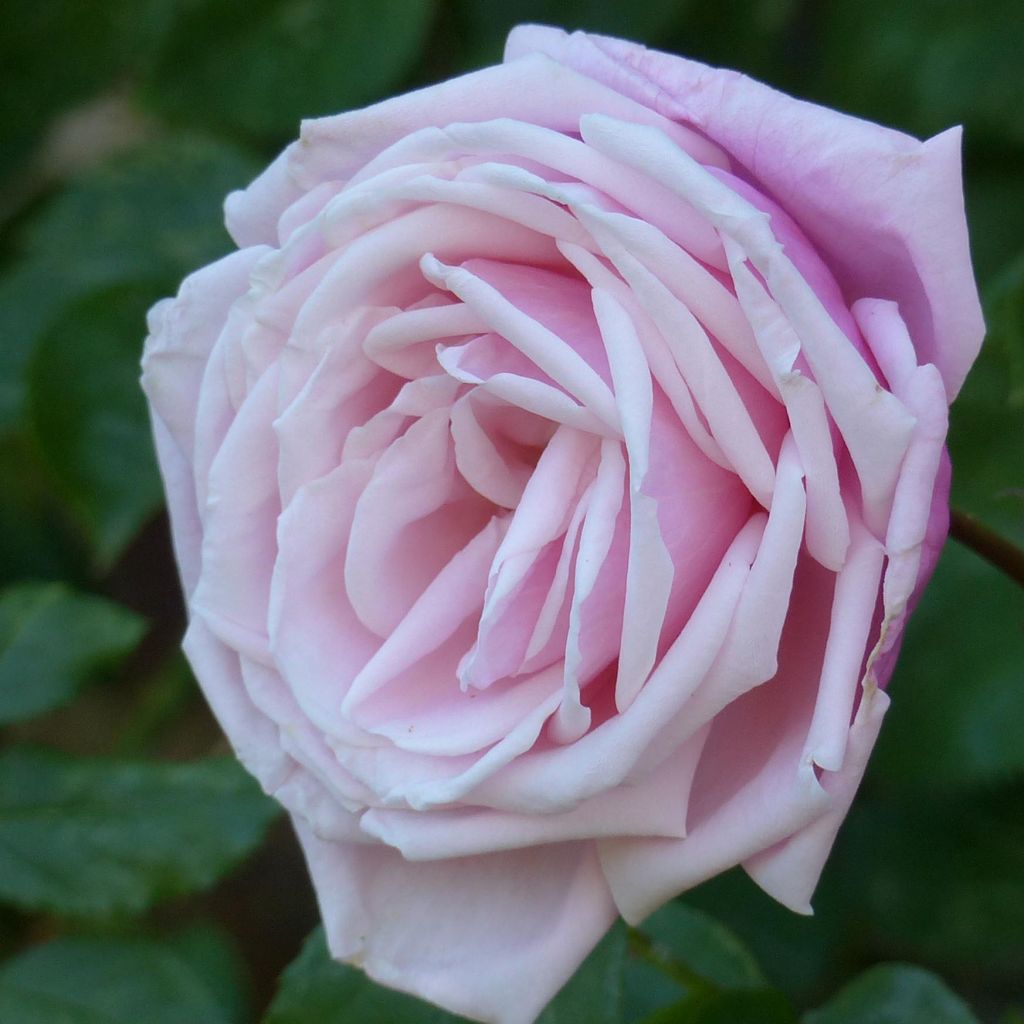 Rosa 'Blossomtime'