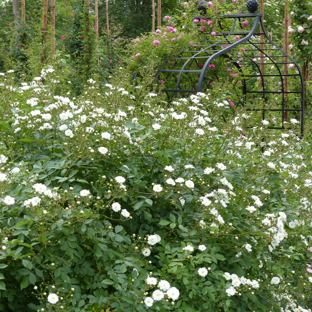 Rosier Guirlande d'Amour - Rosier grimpant remontant