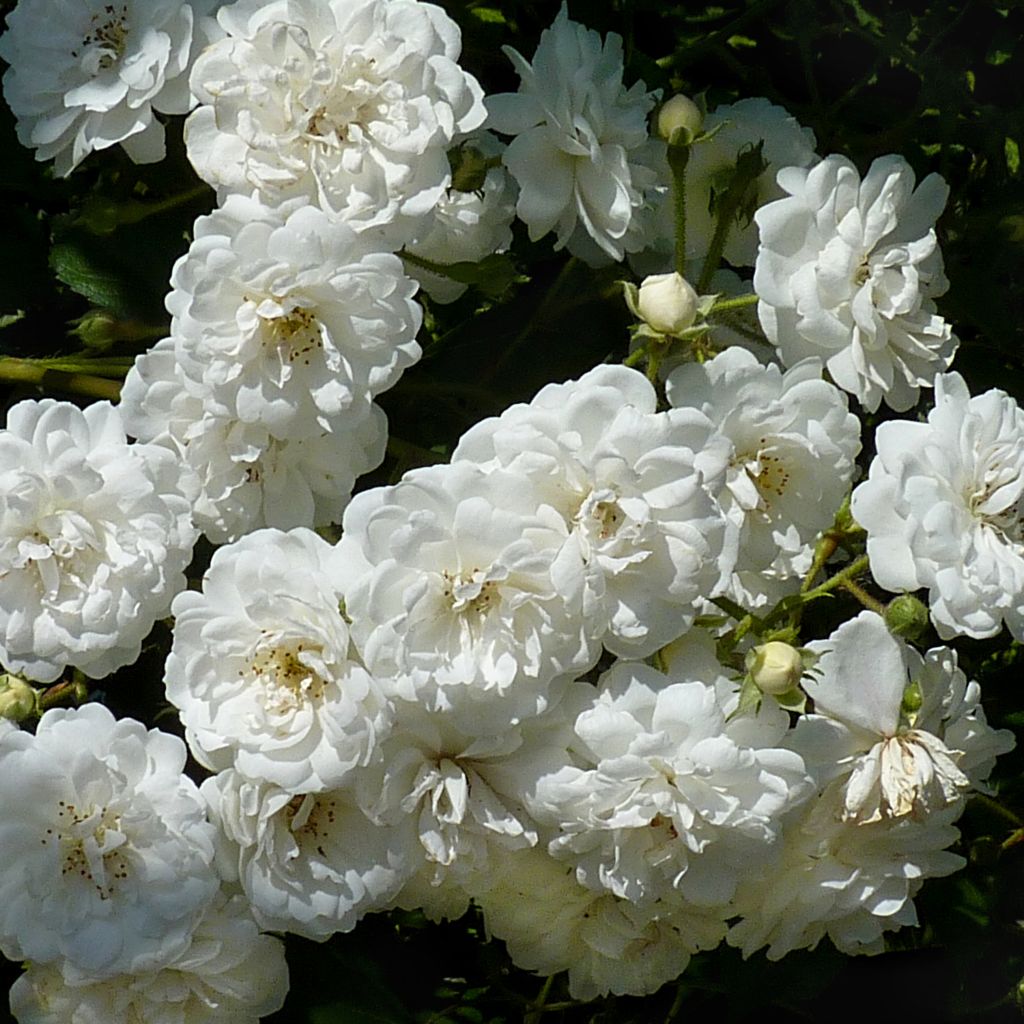 Rosier Guirlande d'Amour - Rosier grimpant remontant