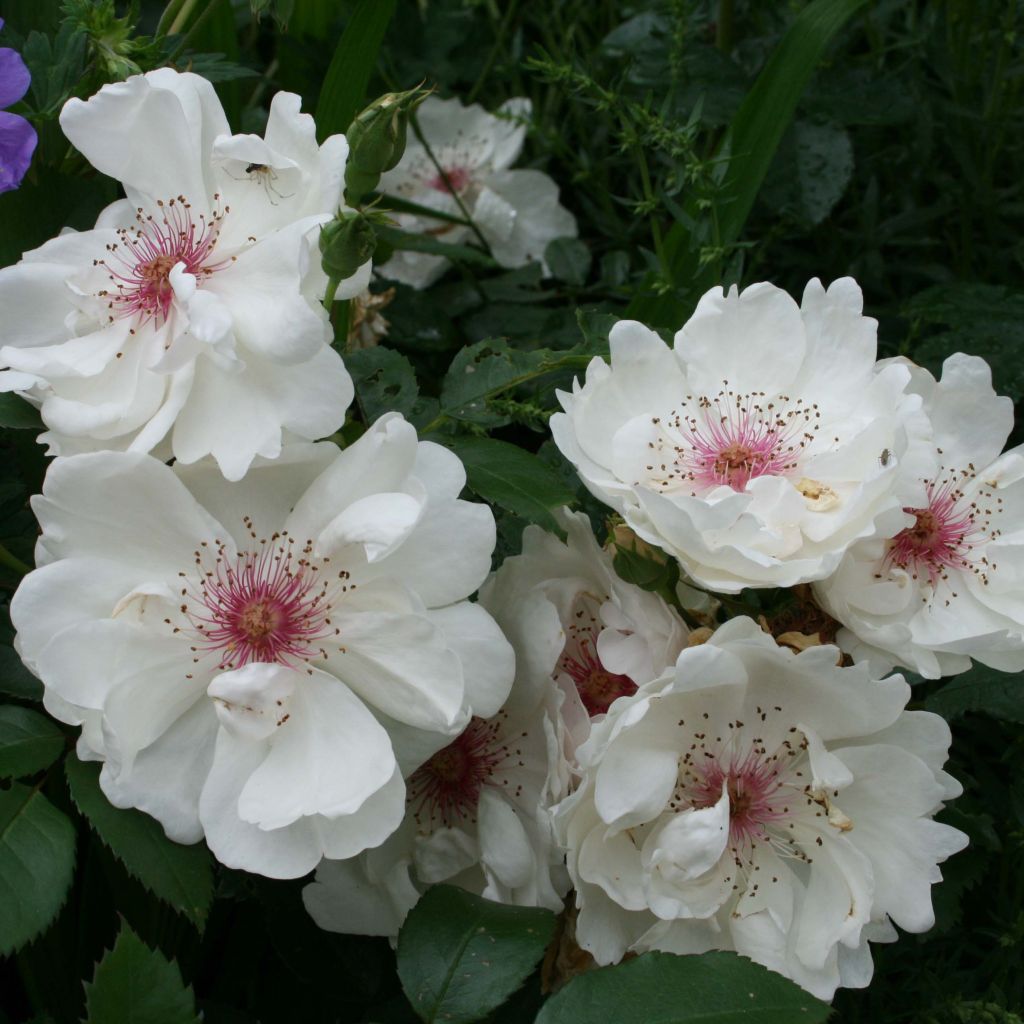 Rosa hybride de Thé  Jacqueline du Pré®