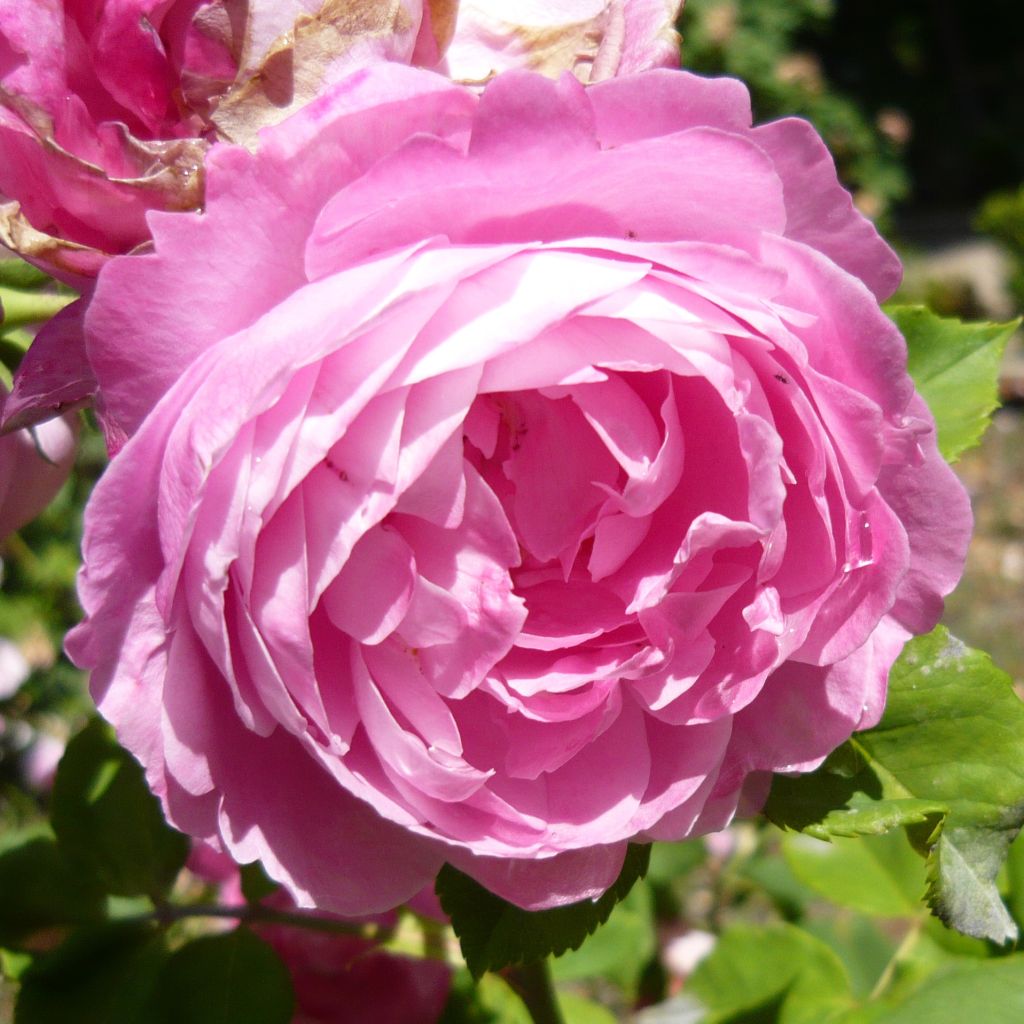 Rosa (x) Bourbon La Reine Victoria