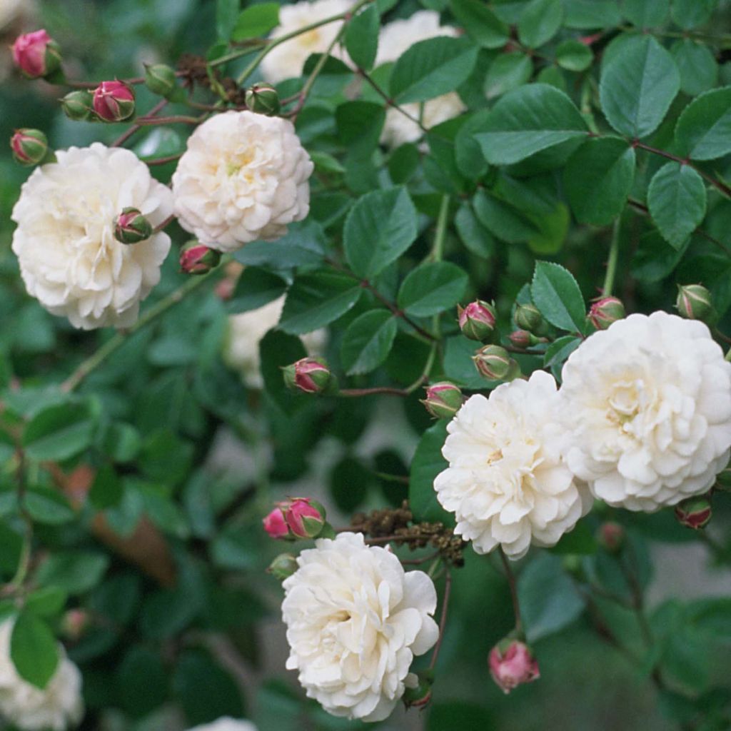 Rosier Liane Felicité et Perpétue - Rose ancienne