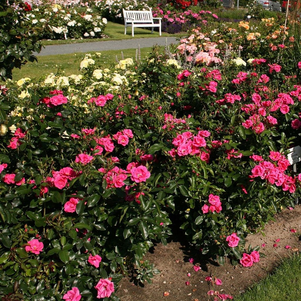 Rosier NECTAR GARDEN® Chabadabada