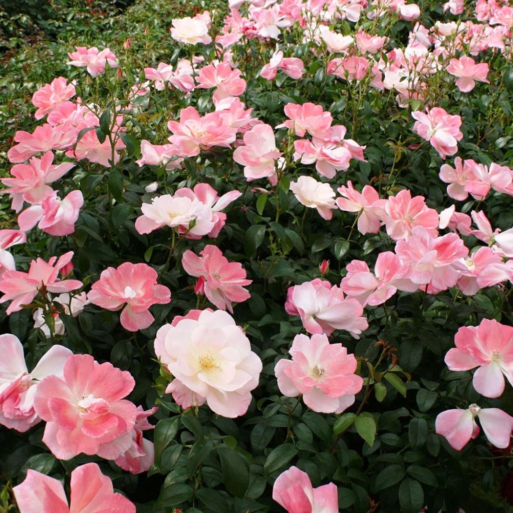 Rosa Nectar Garden Roseromantic