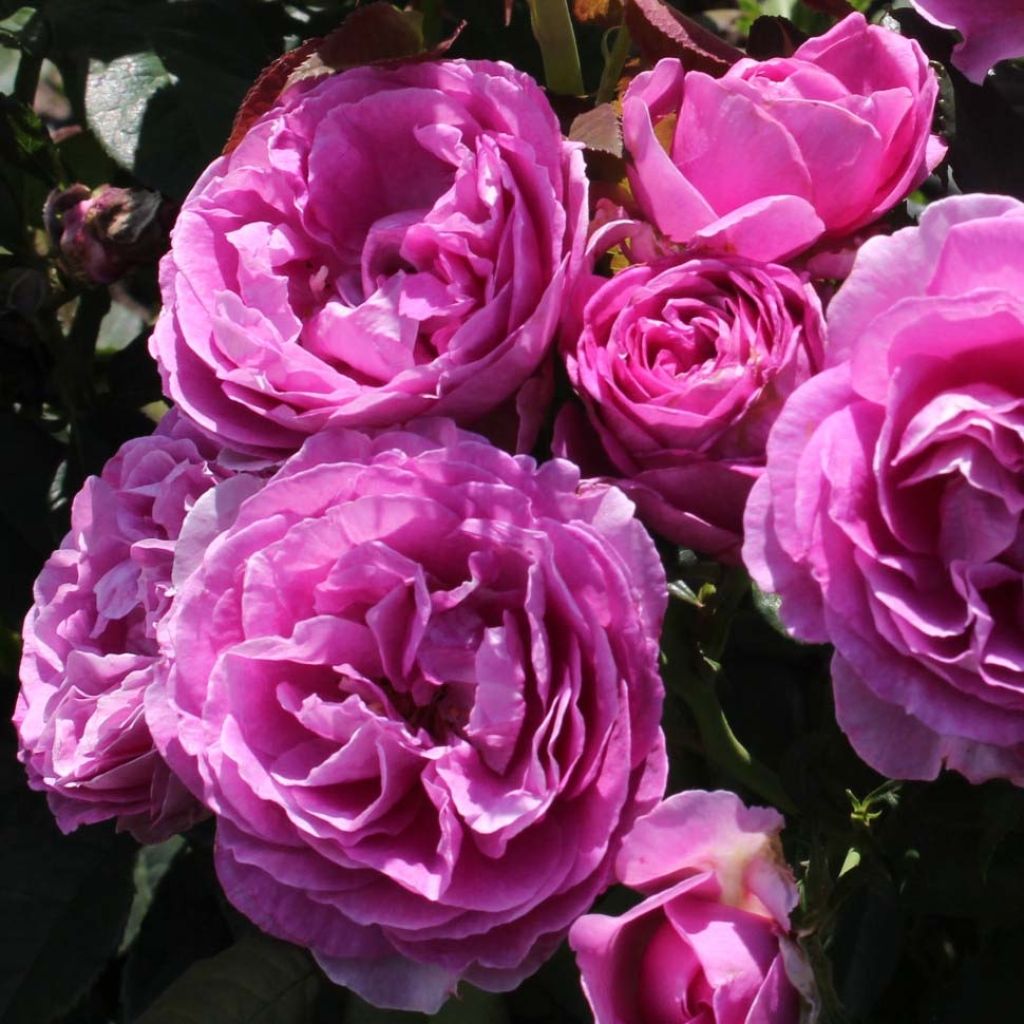 Rosa Parfuma Catherine de Medicis - Floribunda Rose