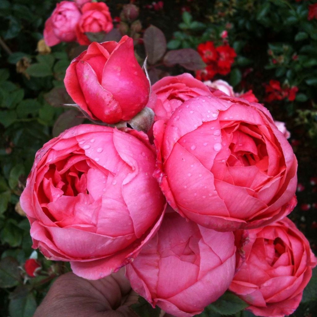 Rosa x floribunda Parfuma 'Princesse de Jardin Marie José' - Floribunda Rose