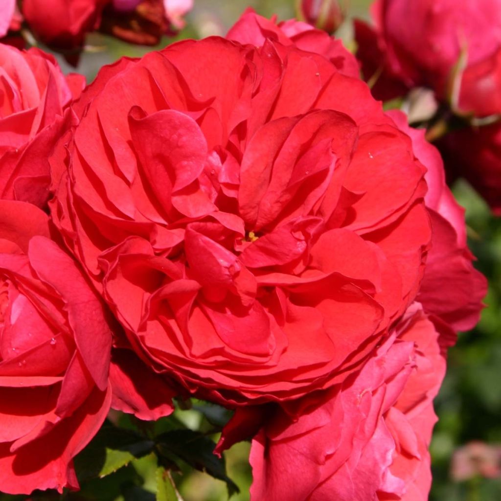 Rosa x floribunda 'Cherry Girl' - Patio Rose