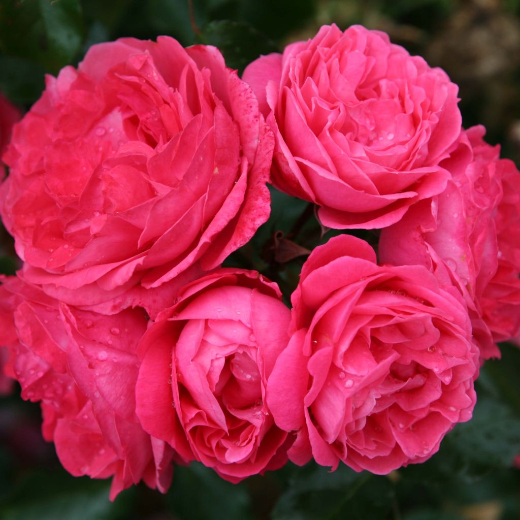 Rosa x floribunda 'Moin Moin' - Patio Rose
