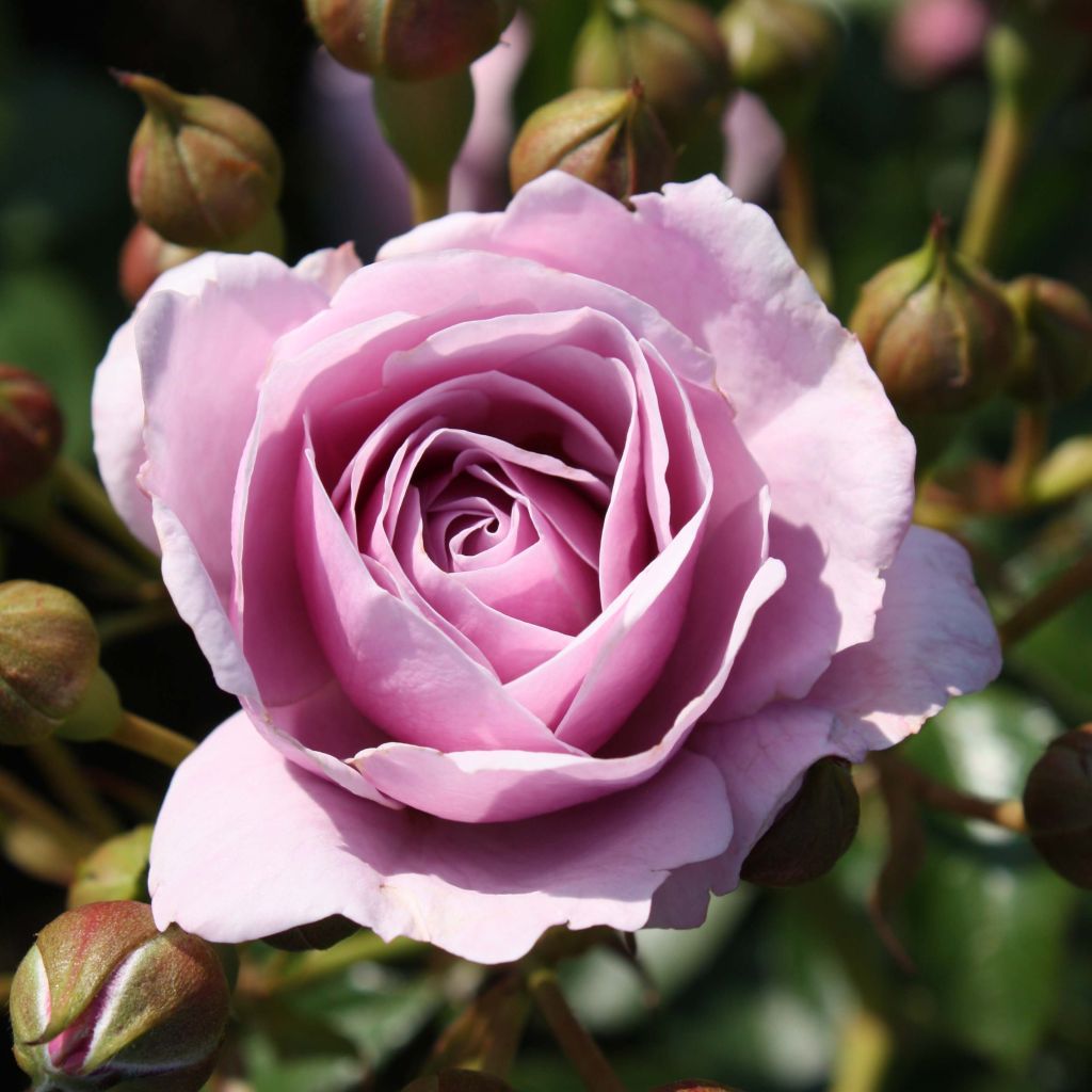 Rosier PATIO ROSE® Nautica