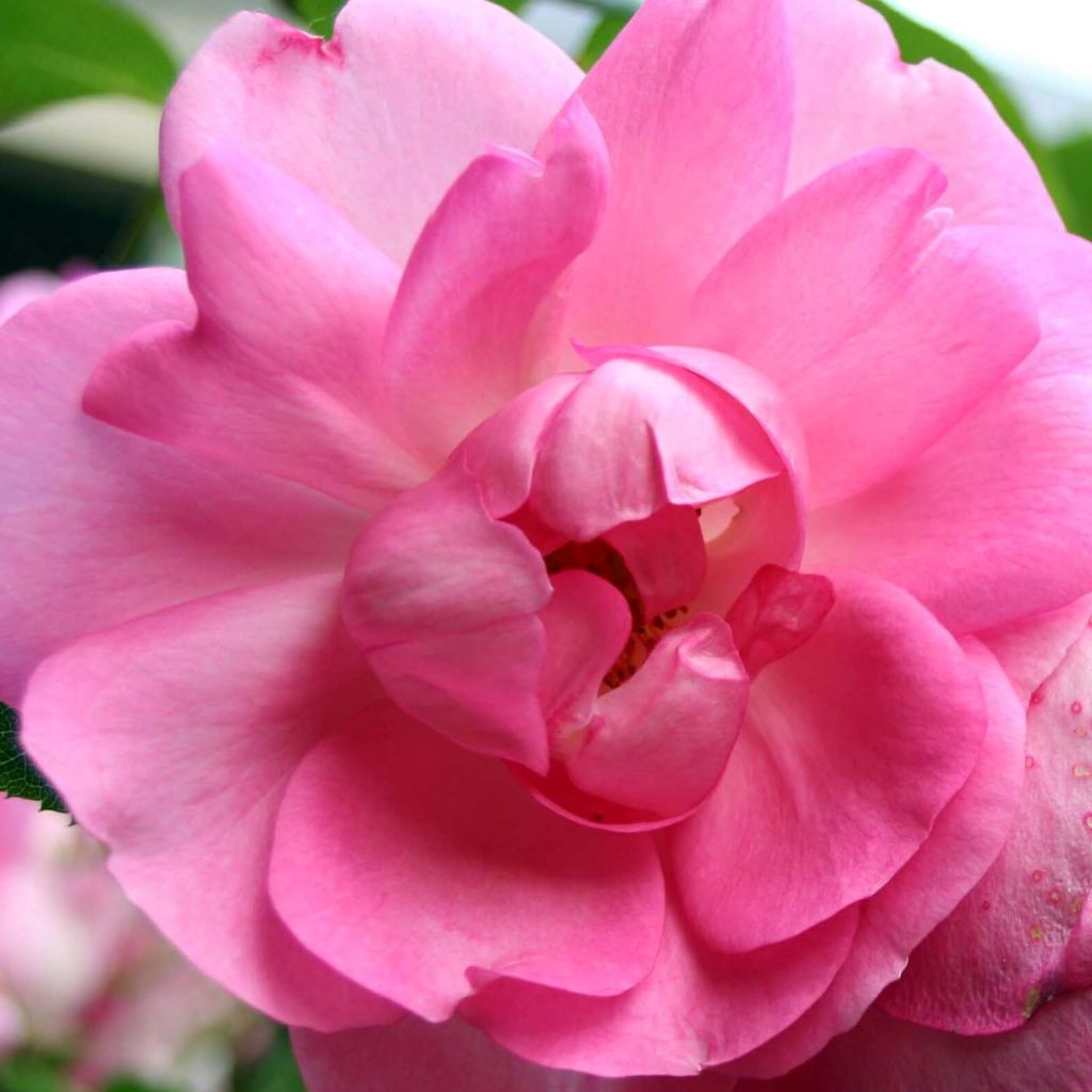 Rosa x polyantha Centenaire de Lourdes