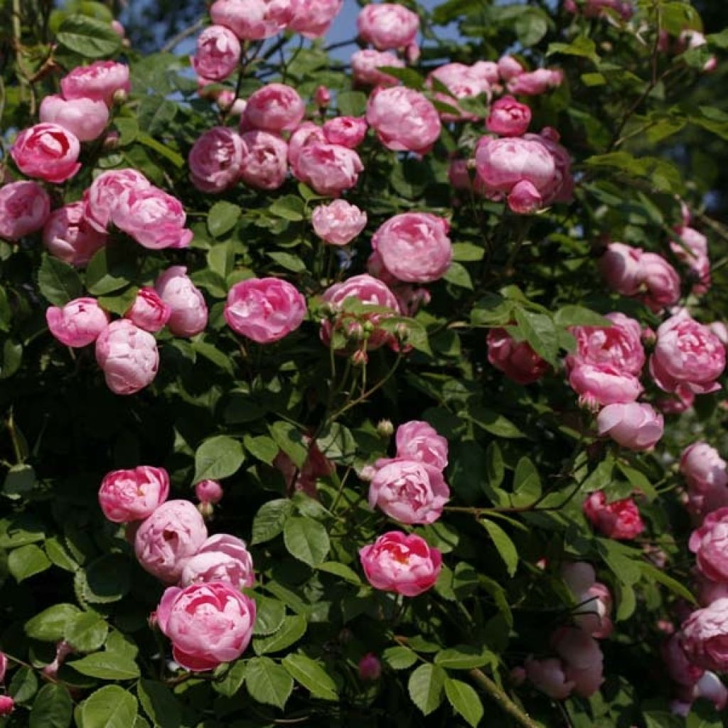 Rosa Raubritter - Climbing Rose