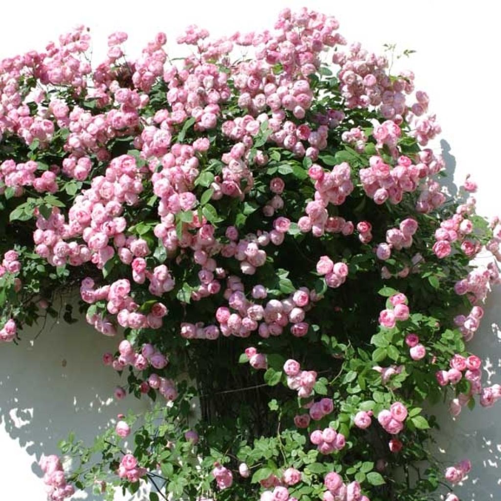 Rosa Raubritter - Climbing Rose