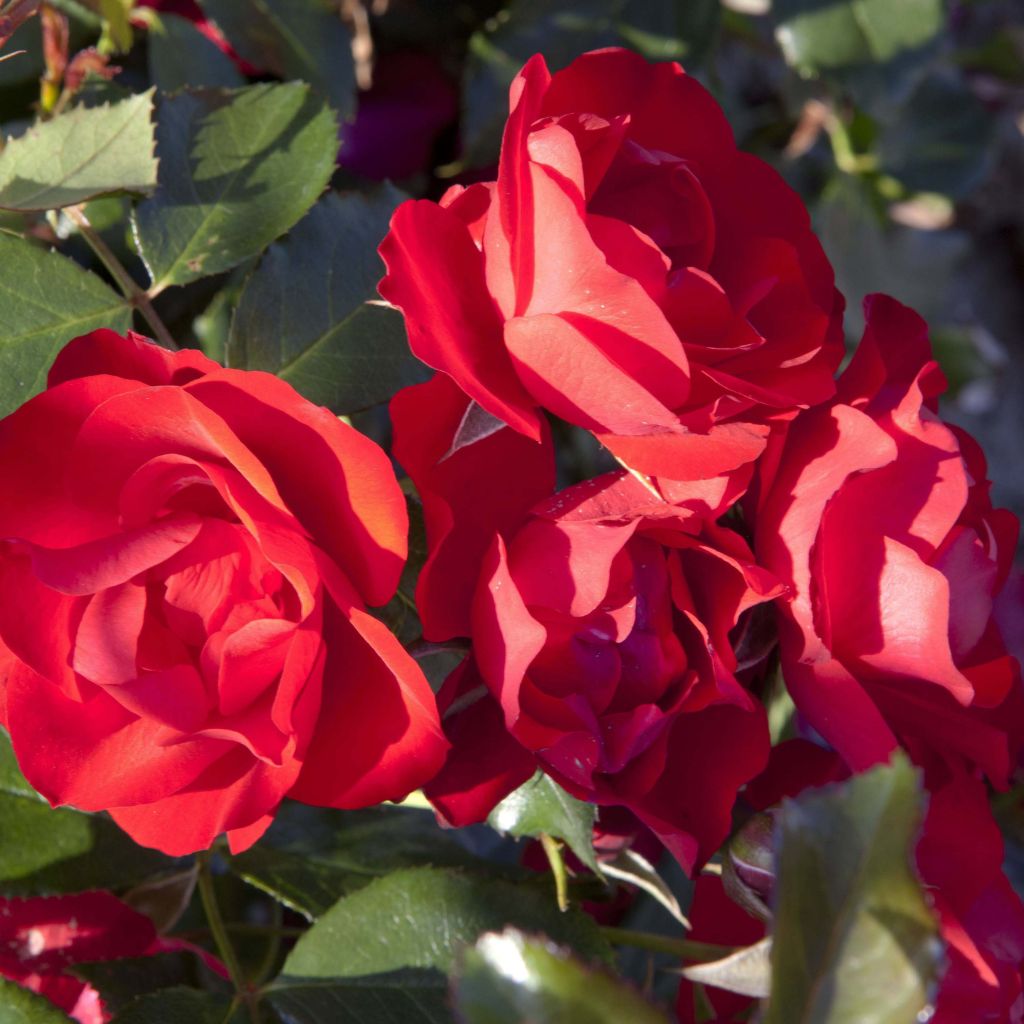 Rosier Rigo Rosen® Black Forest Rose®