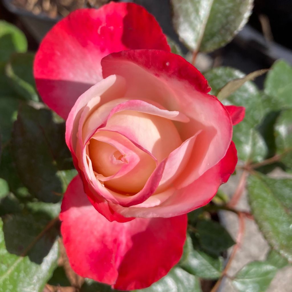 Rosa Nostalgie - Hybrid Tea Rose