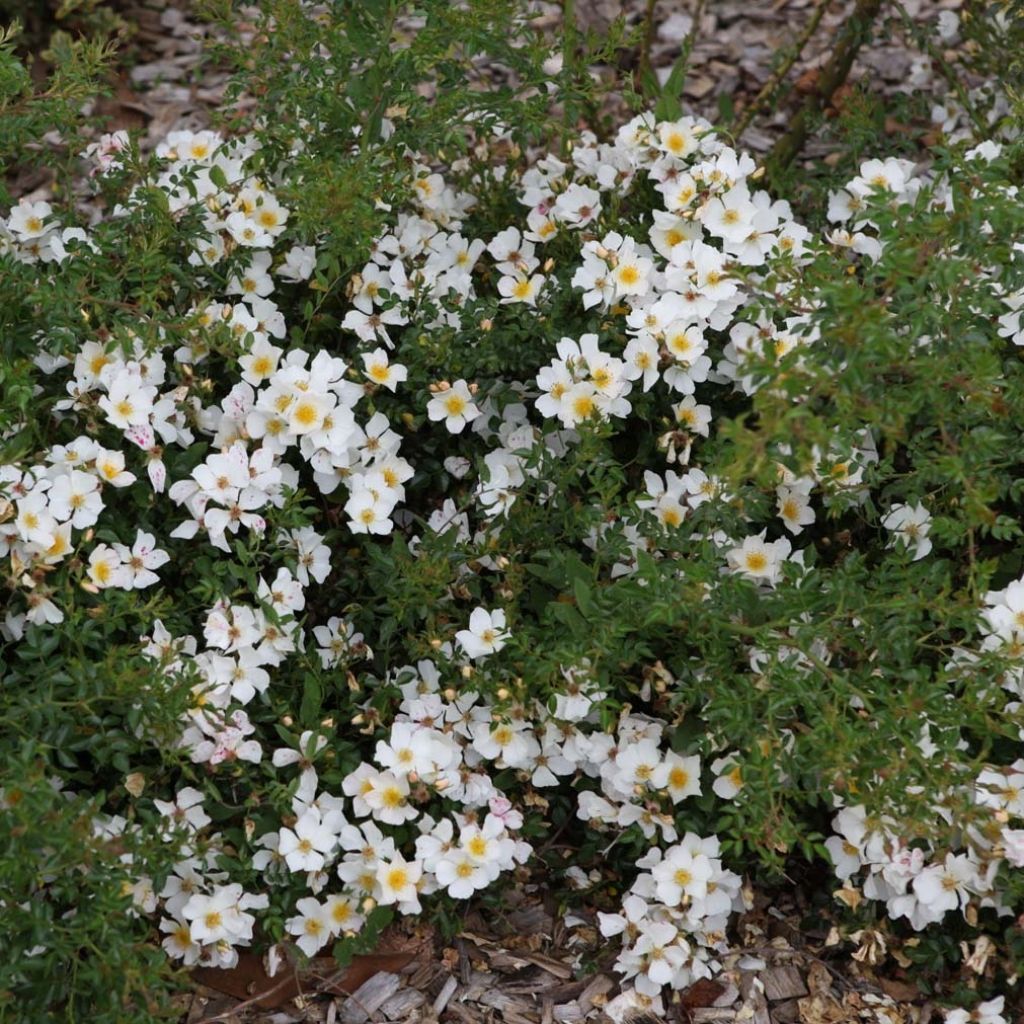 Rosa x polyantha Sans Contraintes 'Rose du Soleil' - Ground Cover Rose