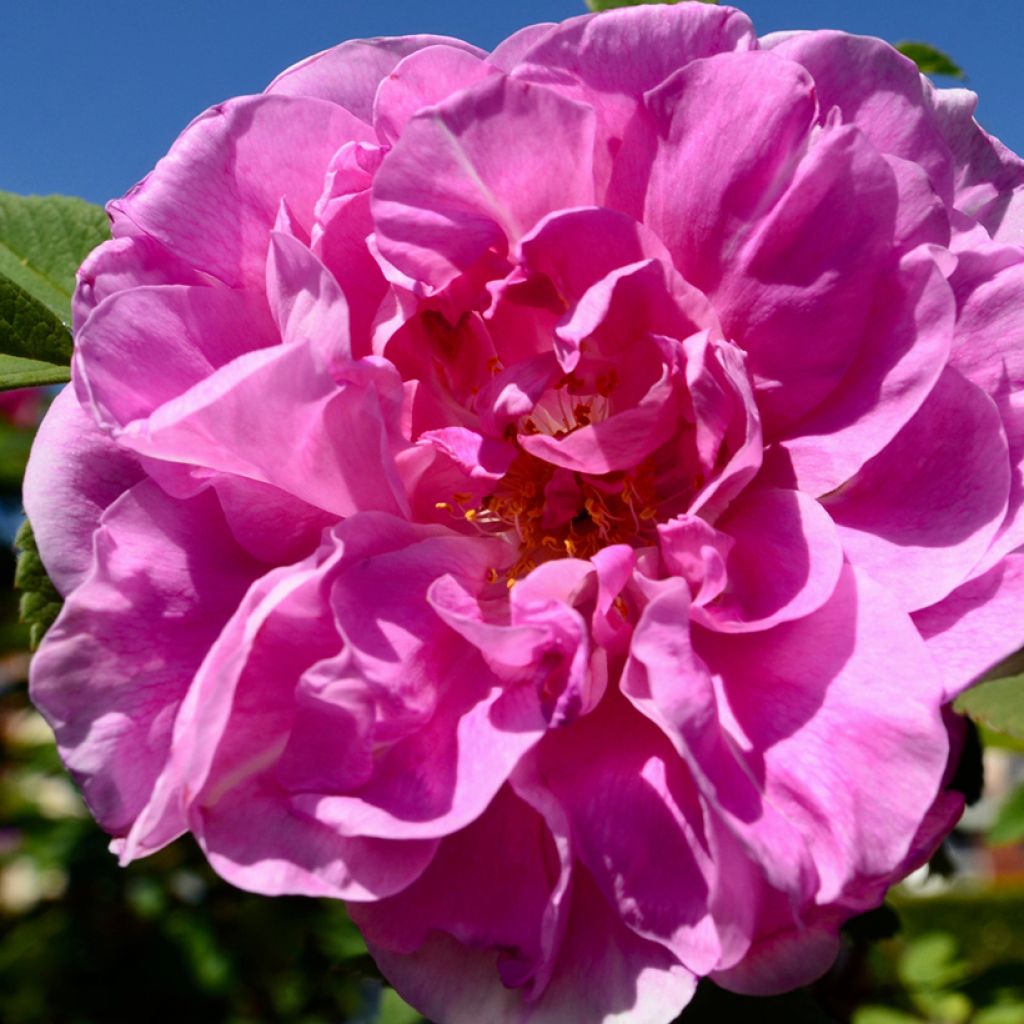Rosa x rugosa Thérèse Bugnet - Shrub Rose