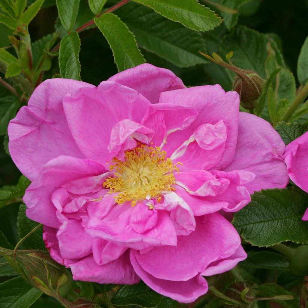 Rosier SAVORANOVA® Smart® - Rosa (x) rugosa