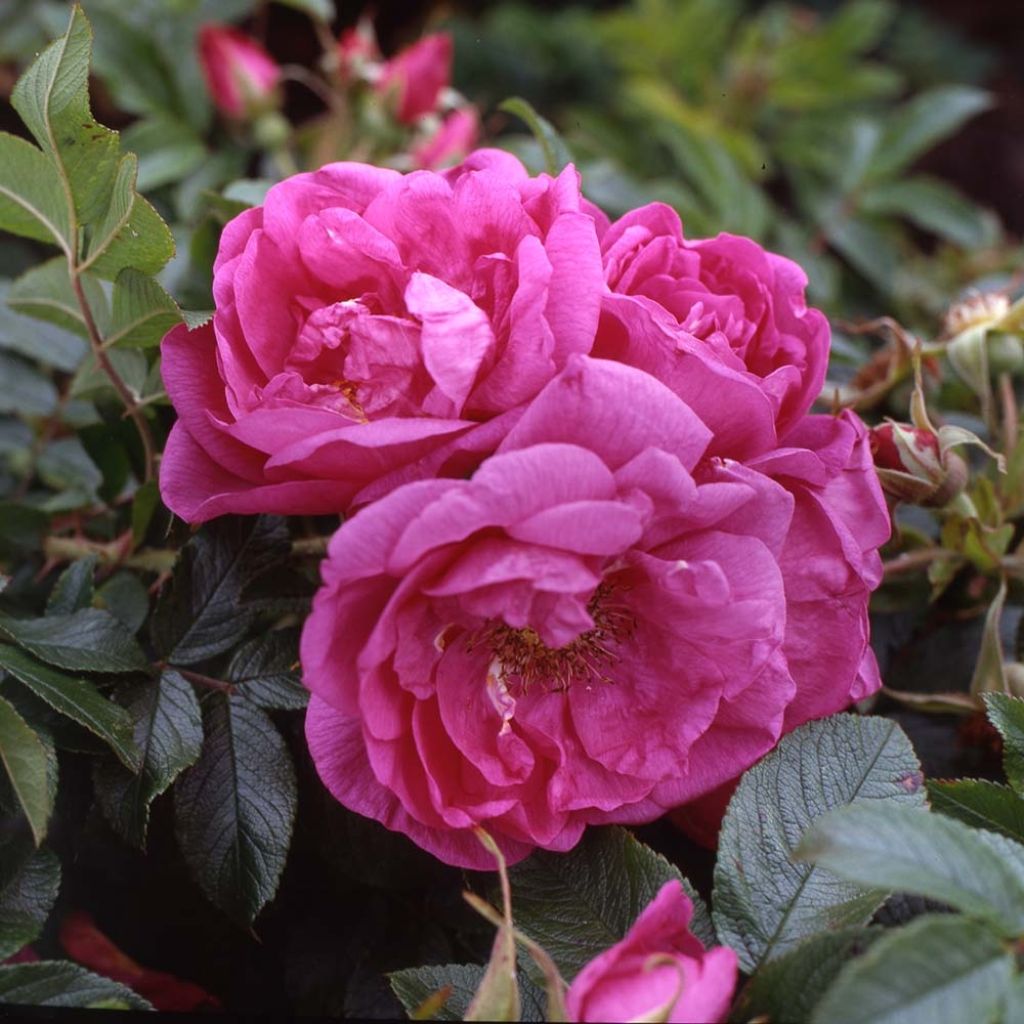 Rosa x rugosa 'SavoraNova Smart' - Rugosa Rose