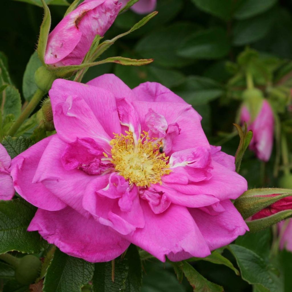 Rosa x rugosa 'SavoraNova Smart' - Rugosa Rose