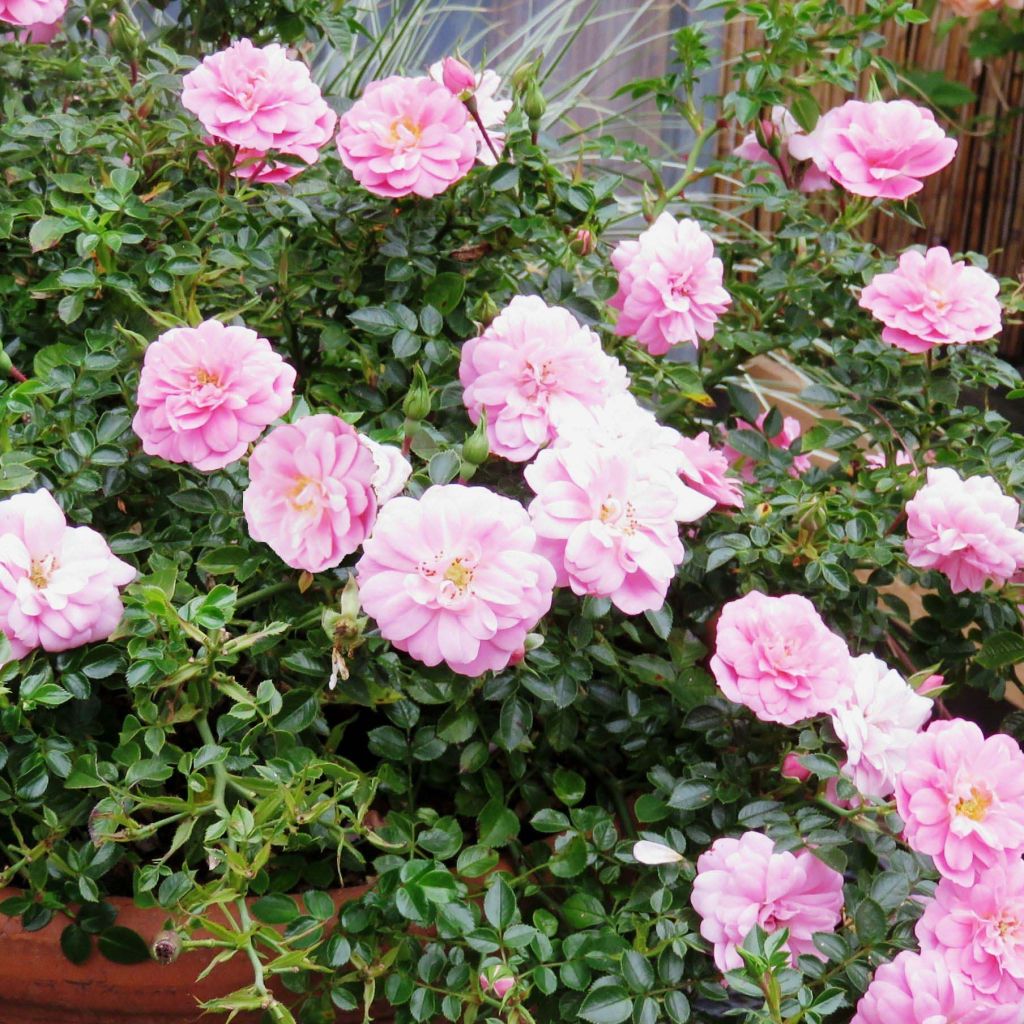 Rosa x polyantha 'Sans Contraintes' 'Sweet Knirps' - Ground Cover Rose