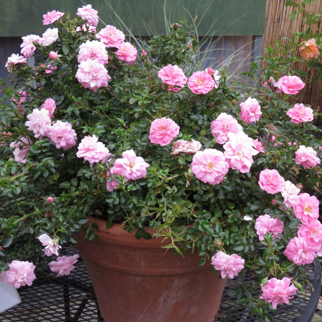 Rosa x polyantha 'Sans Contraintes' 'Sweet Knirps' - Ground Cover Rose