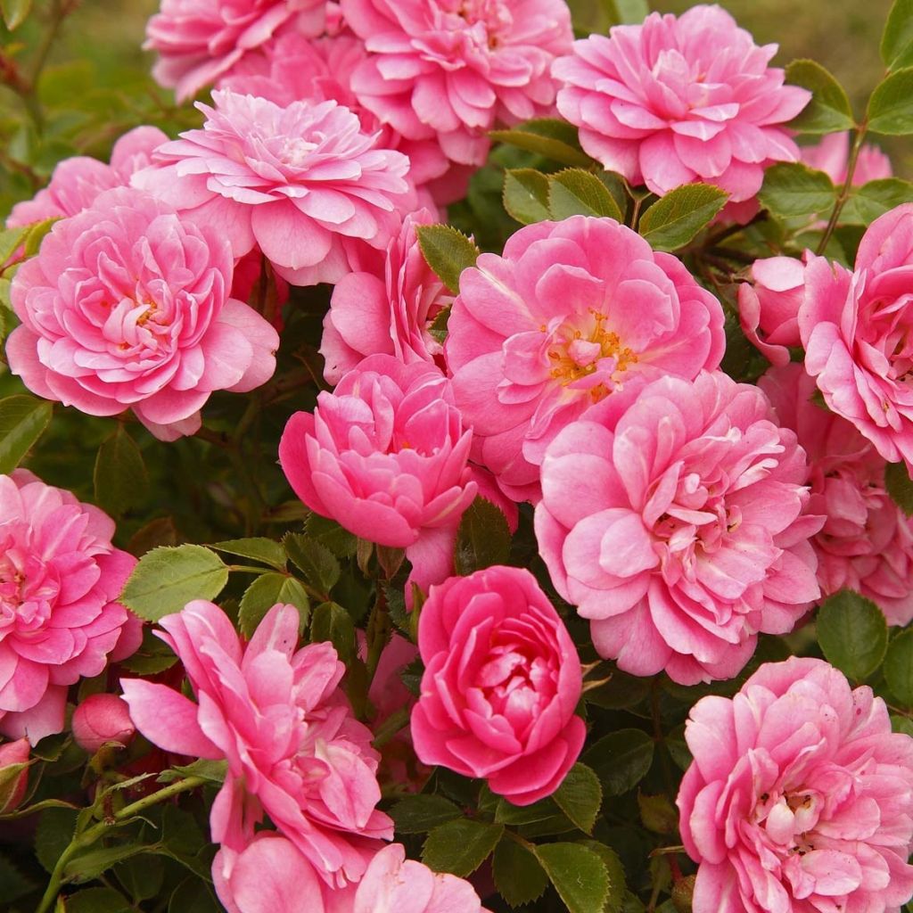 Rosa x polyantha 'Sans Contraintes' 'Sweet Knirps' - Ground Cover Rose