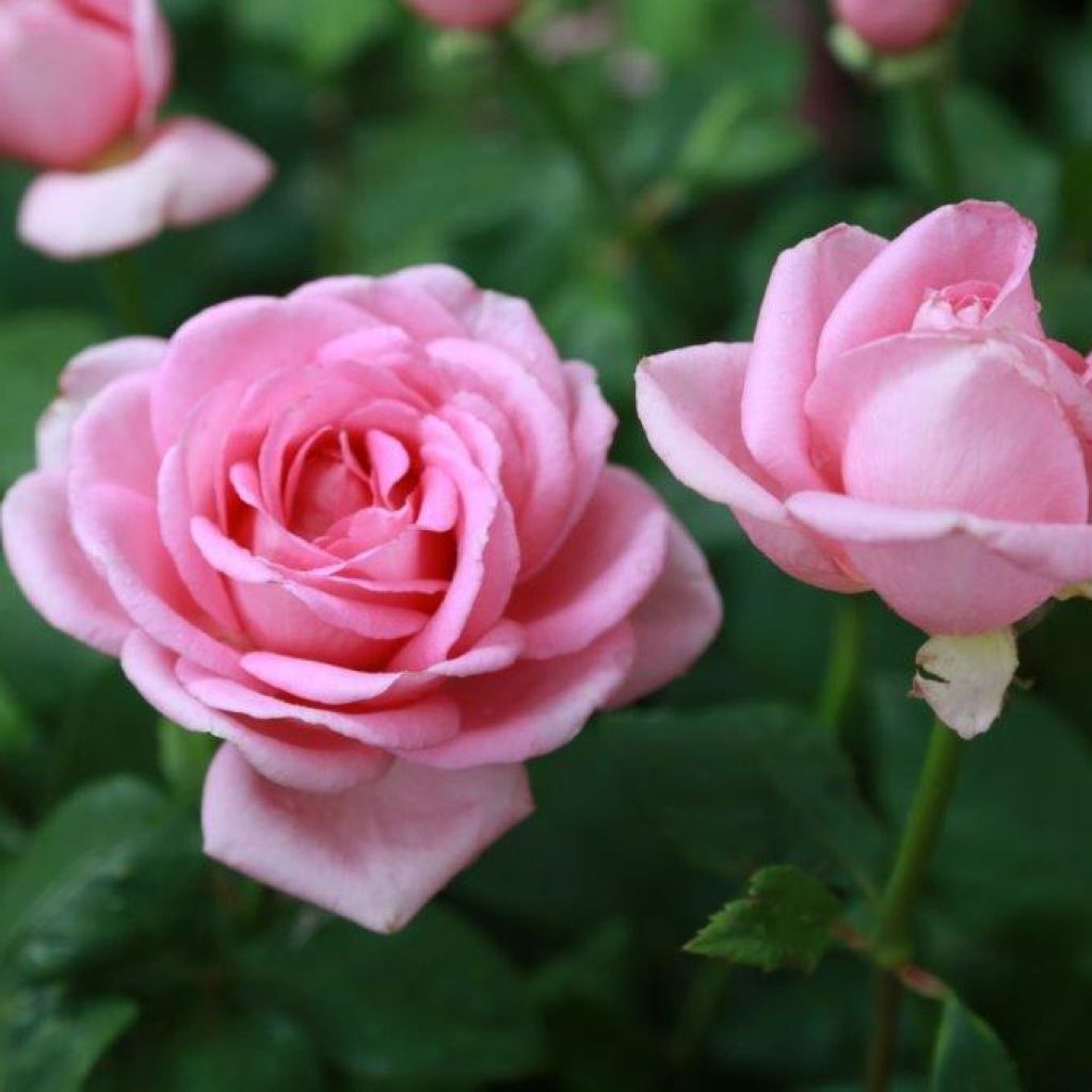 Rosier à grandes fleurs Gérard Depardieu