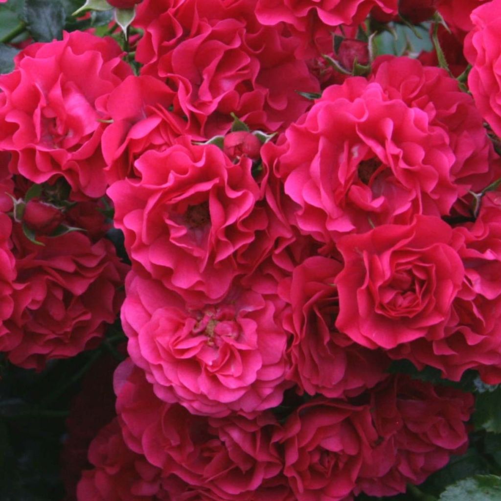 Rosa x polyantha - Sans Contraintes - 'Toscana' - Ground Cover Rose