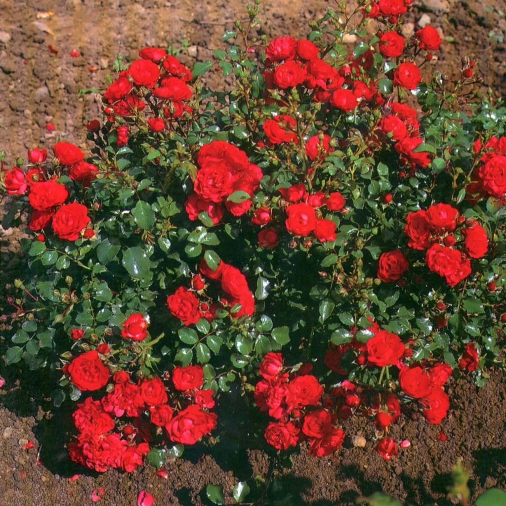 Rosa x polyantha - Sans Contraintes - 'Toscana' - Ground Cover Rose