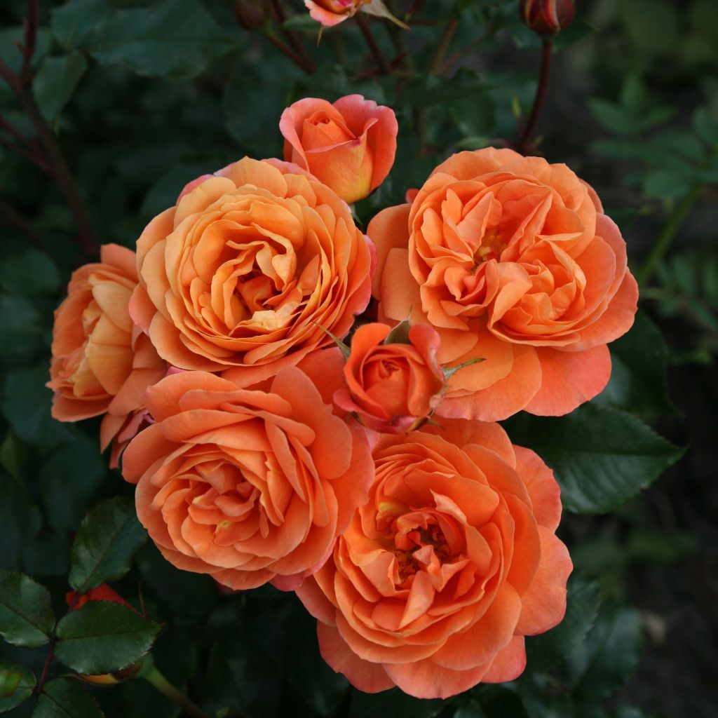 Rosa Urban Streetlight Phoenix Shrub Rose