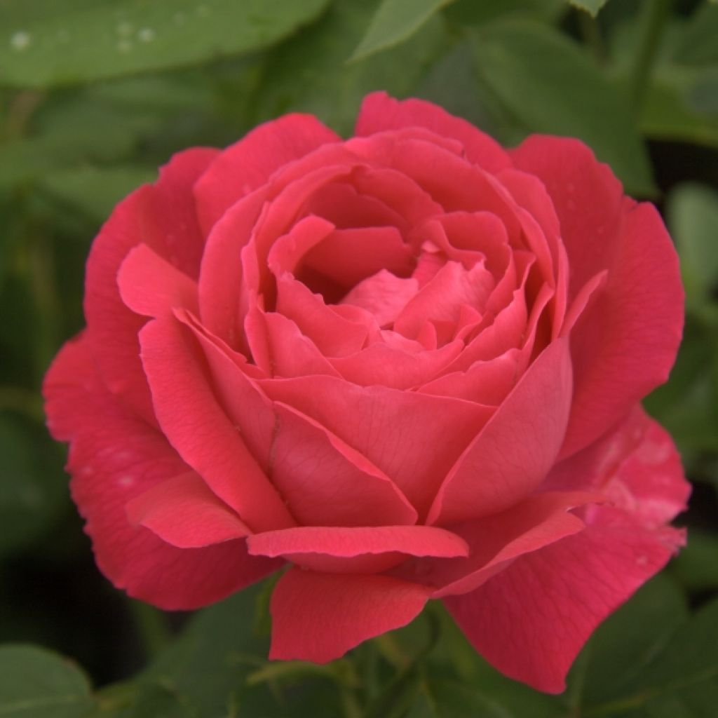 Rosa Hybride perpétuel Ulrich Brunner fils