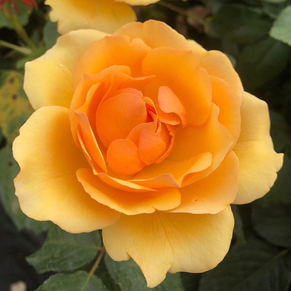 Rosier à fleurs groupées Amber Queen