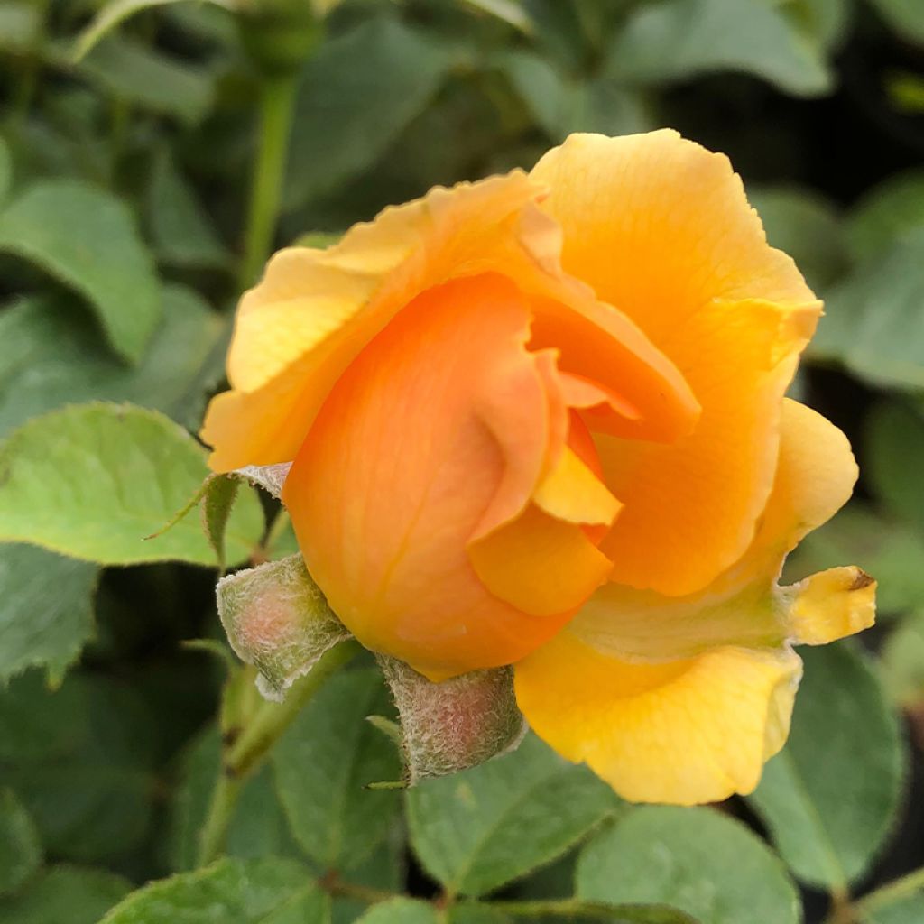 Rosier à fleurs groupées Amber Queen