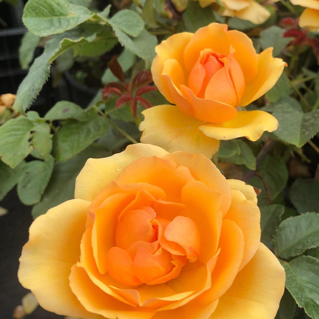 Rosier à fleurs groupées Amber Queen