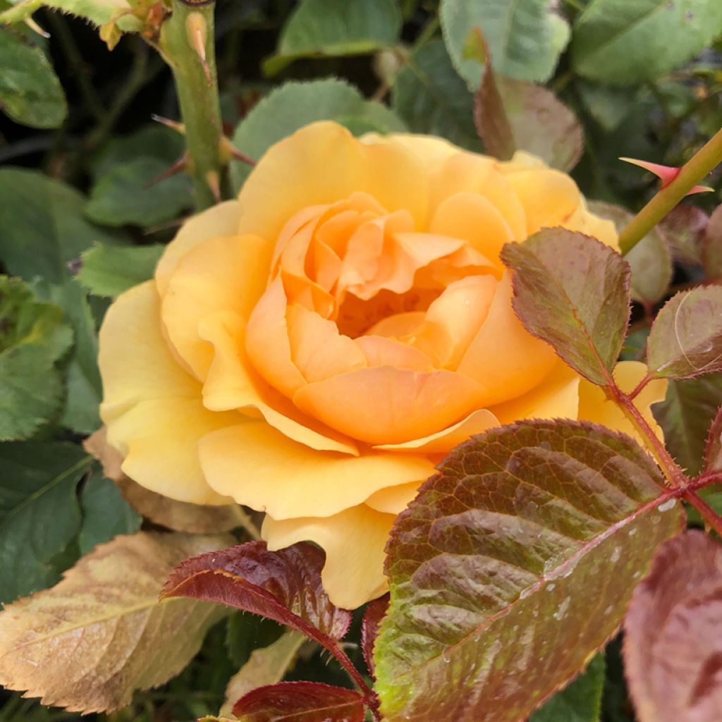 Rosier à fleurs groupées Amber Queen