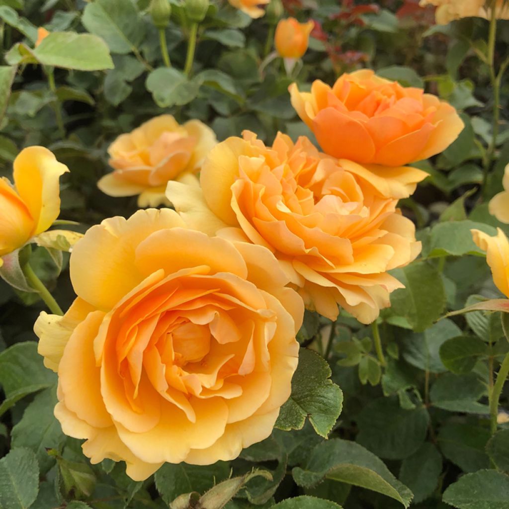 Rosier à fleurs groupées Amber Queen