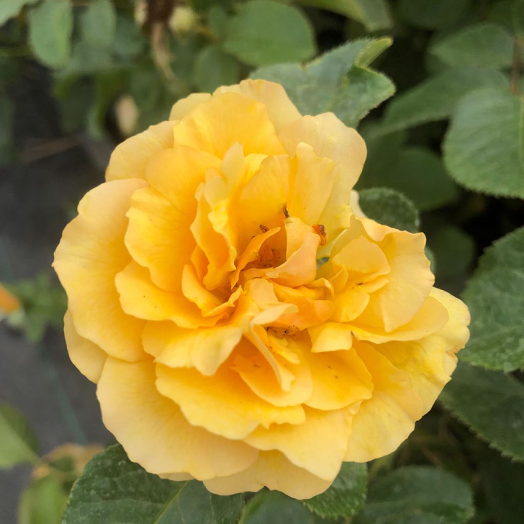 Rosa Amber Queen - Floribunda Rose