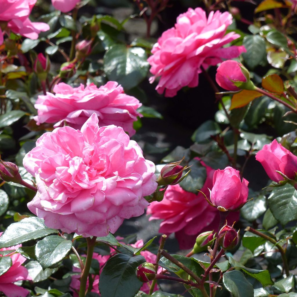 Rosa x floribunda Berleburg 'Poulbella'