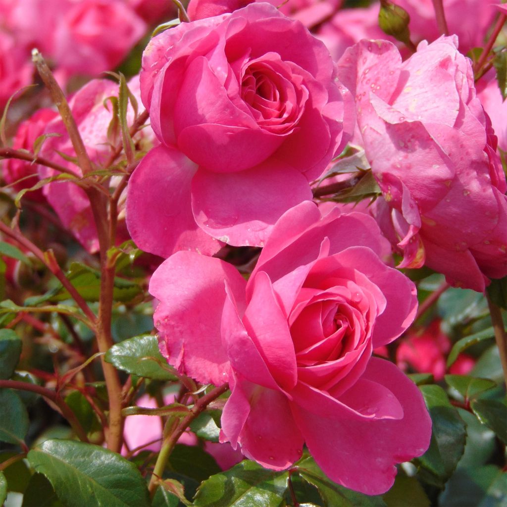 Rosa x floribunda Berleburg 'Poulbella'