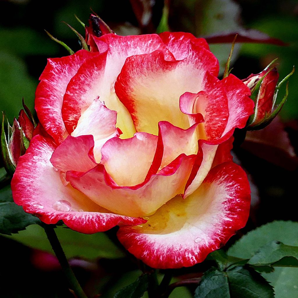 Rosier à fleurs groupées Betty Boop en racines nues