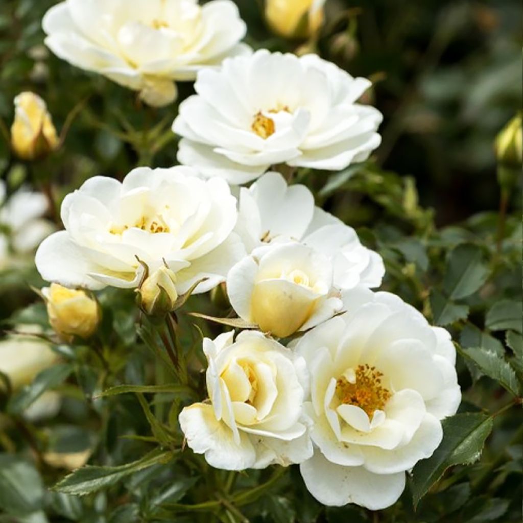 Rosier à fleurs groupées Bienenweide Ivory