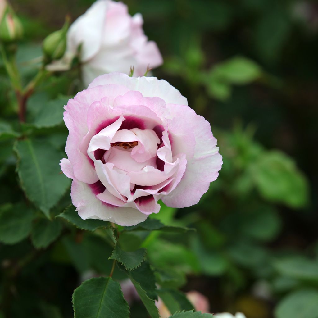 Rosa Eyes for You - Persian Rose