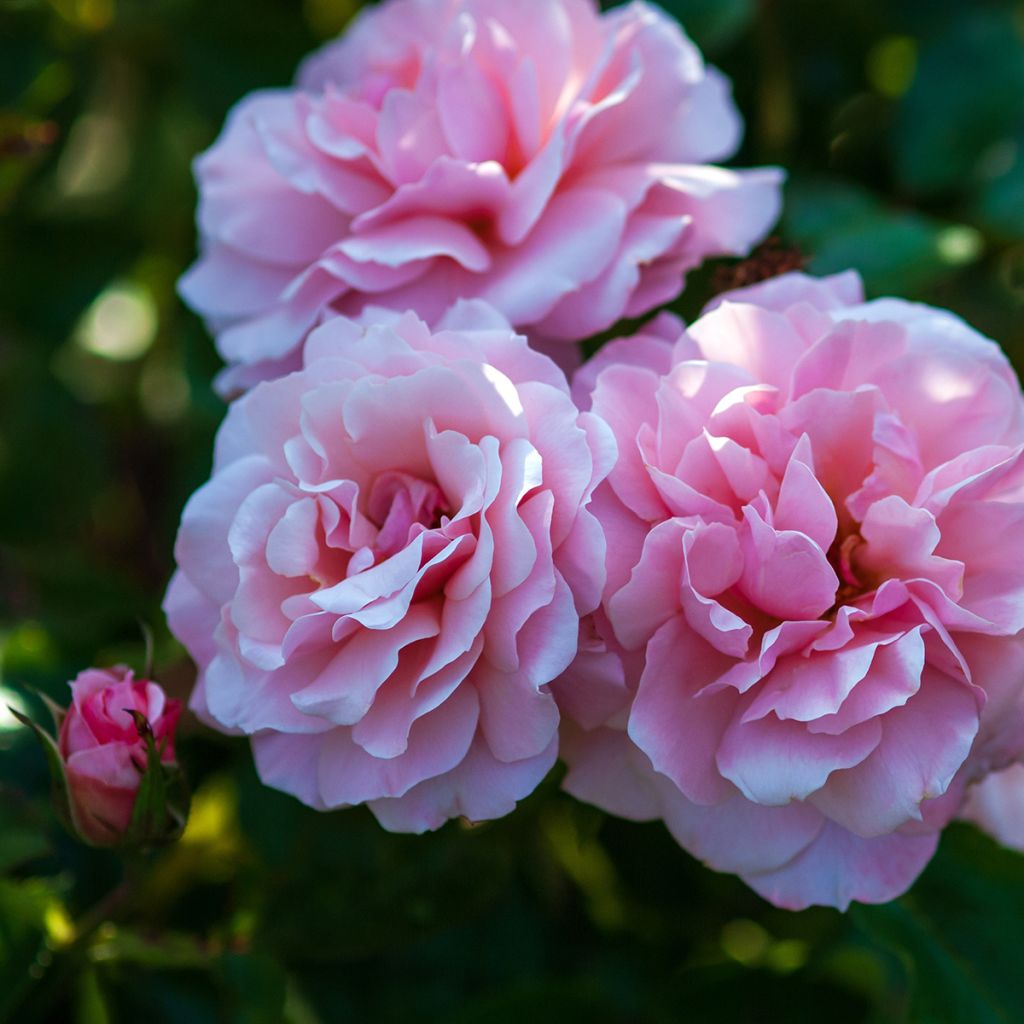 Rosa Botticelli