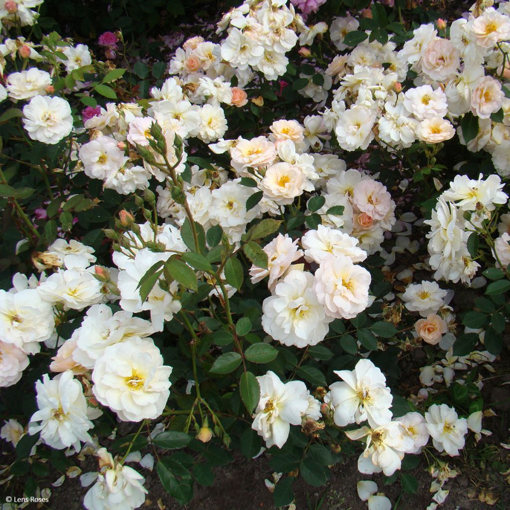 Rosa moschata Comtesse André dOultremont - Musk Rose