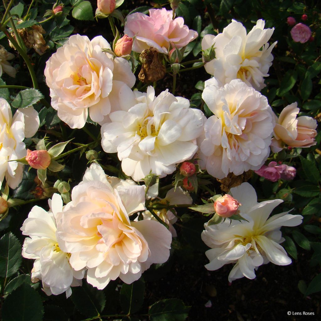 Rosa moschata Comtesse André dOultremont - Musk Rose
