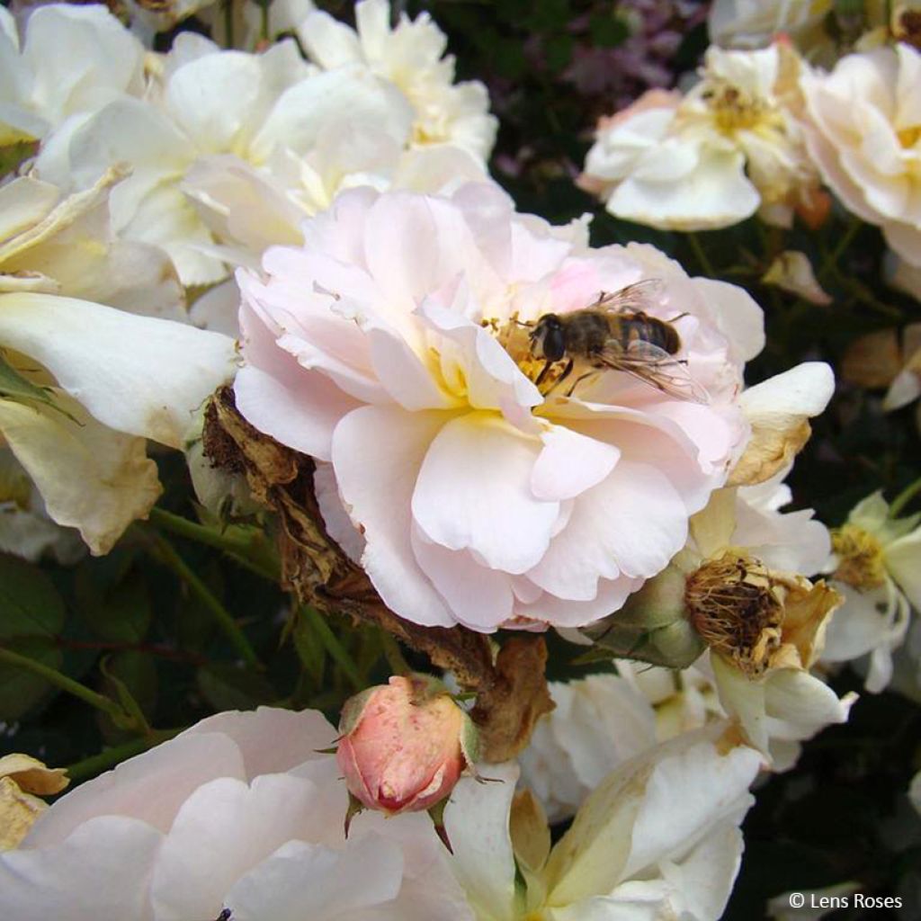 Rosa moschata Comtesse André dOultremont - Musk Rose