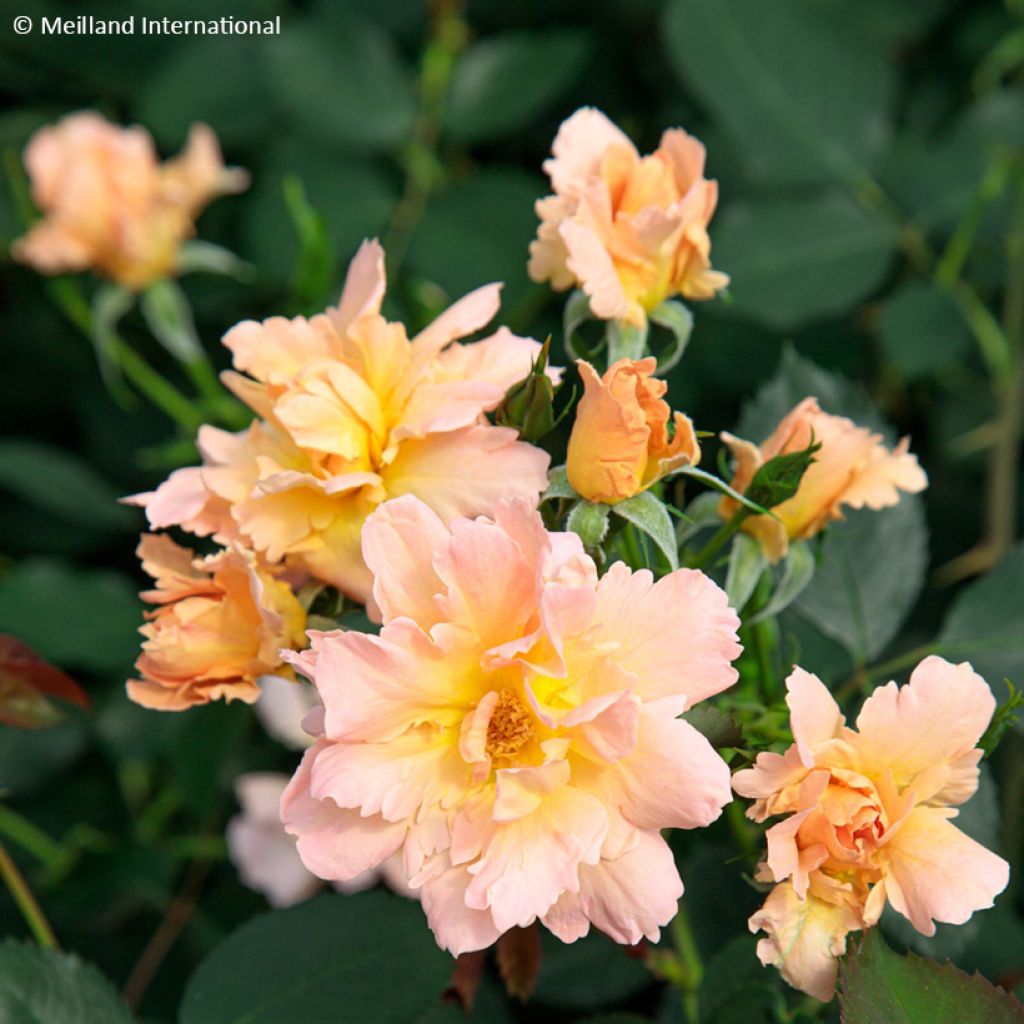 Rosa 'Meitincel' FLAME ORIGAMI® - Rosier Flame Origami